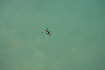 Common Pond Skater