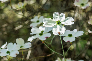 Flowering dogwood - Cornus florida, springtime