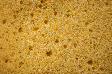 Sponge Texture Background. Closeup Macro Shot. Selective Focus