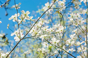 Flowering dogwood - Cornus florida, springtime