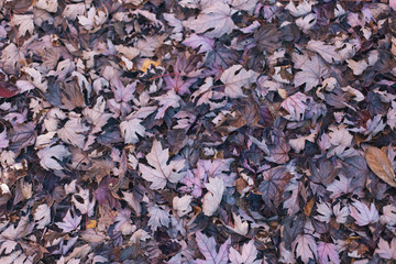 dry maple leaves on the ground background in autumn