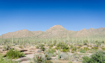 Fototapeta na wymiar Rincon Mountains - Red Hills Visitor Center - Saguaro National Park - AZ