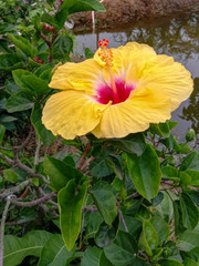 Yellow Hibiscus  flower or Joba ful  in a garden