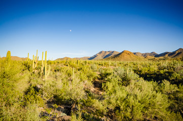 Sonoran Desert - Arizona