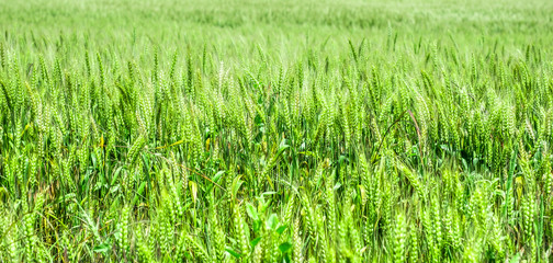 Green wheat field