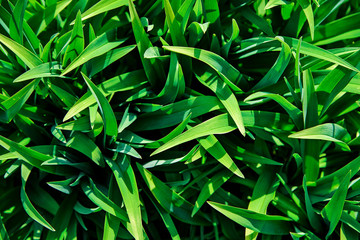 Tropical green leaves as a full frame nature abstract background.