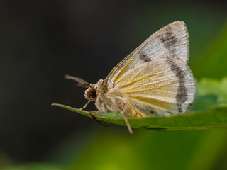 close up a Yellow Grass Dart Butterfly resting on the green leaf with nature blurry background, found in Phetchaburi Thailand.