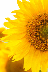  sunflower flowers at the evening field