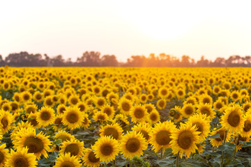 Fototapeta premium sunflower flowers at the evening field