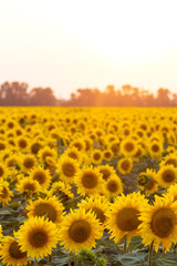 Fototapeta premium sunflower flowers at the evening field