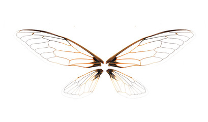 Wings of Insect cicada on white background