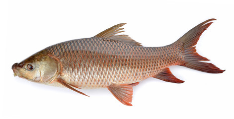 Cyprinus carpio isolated on white background