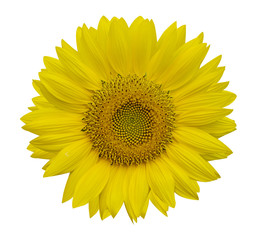 Beautiful sunflowers isolated on yellow background