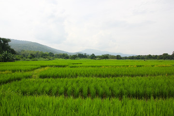 Fototapeta na wymiar green rice fieild and moutain on cloudy day