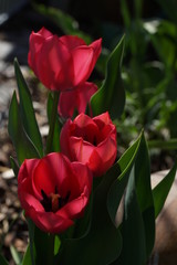 rote Tulpen  4er Gruppe
