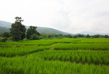 Fototapeta na wymiar green rice fieild and moutain on cloudy day