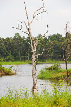 One die tree in reservoir on cloudy day © nitinut380