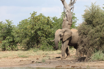 Afrikanischer Elefant / African elephant / Loxodonta africana