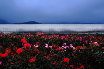 This is a vinyl greenhouse in Korea.
