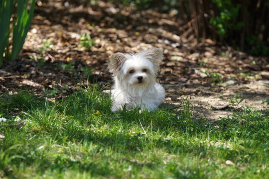 Gini - weiblicher wei&szlig;er Tibet-Terrier