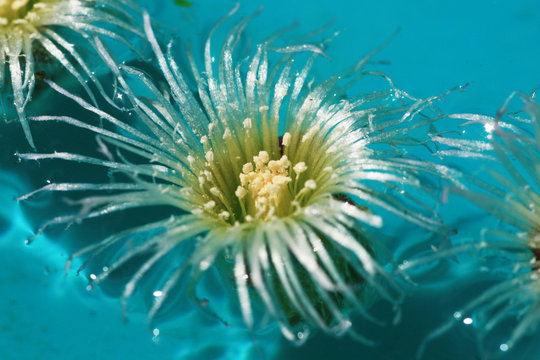 KRISTALLMITTAGSBLUME