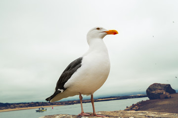 Portrait of Seagull on the Beach. 