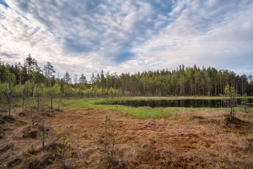 Scenic view from swamp with idyllic lake at summer morning in Torronsuo National park, Finland