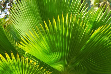 Fototapeta premium Palmwedel im Gegenlicht