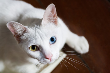 Obraz premium Pure White Cat with odd eyes , Khao Manee cat, Diamond Eye cat , This is rare cat breeds and very cute in Thailand.