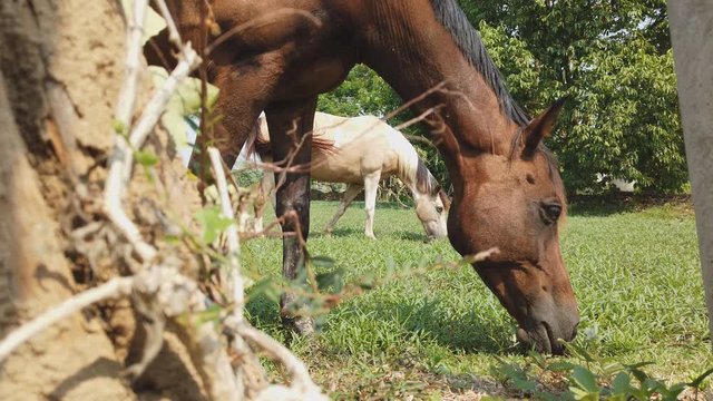 Brown horses graze in the fields