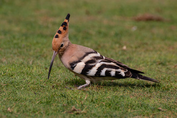 hoopoe migratory bird europe