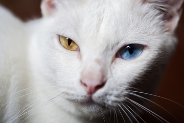 Pure White Cat with odd eyes , Khao Manee cat, Diamond Eye cat , This is rare cat breeds and very cute in Thailand.