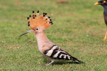 hoopoe migratory bird europe