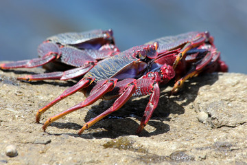 rote_Klippenkrabbe