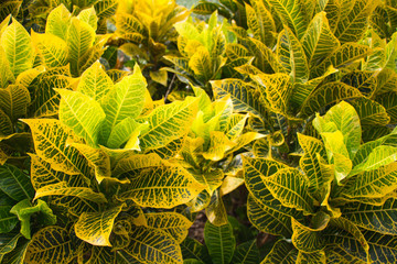 Close up colorful of Garden Yellow and red Croton