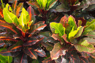 Close up colorful of Garden Yellow and red Croton © 4iffa