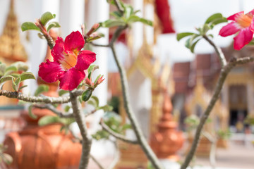 Fototapeta na wymiar Adenium flower branch with Buddhist temple architecture