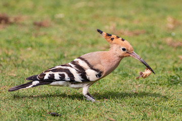hoopoe migratory bird europe