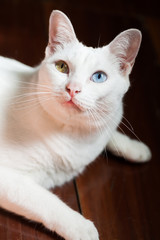 Pure White Cat with odd eyes , Khao Manee cat, Diamond Eye cat , This is rare cat breeds and very cute in Thailand.