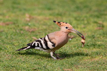 hoopoe migratory bird europe