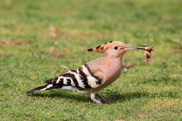 hoopoe migratory bird europe