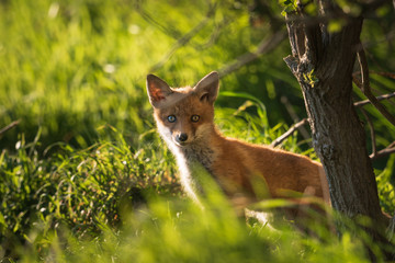 Obraz premium Jungfüchse am Bau