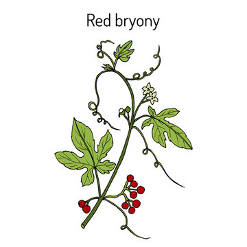 Red or white bryony (Bryonia dioica)