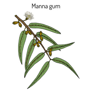 Manna, Or Ribbon, Or White Gum (Eucalyptus Viminalis), Medicinal Plant