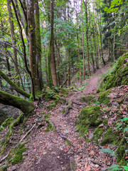 Fototapeta premium forêt