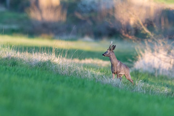 Rehbock früh morgens auf einer Wiese