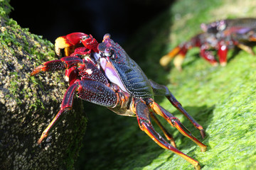 rote_Klippenkrabbe