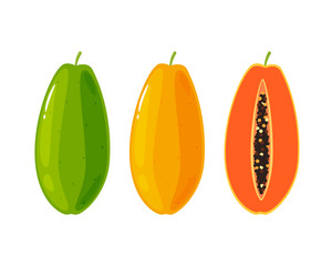 Anatomy of Papaya fruit