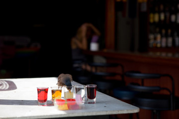 Starling drinks from a glass on a table in a bar.