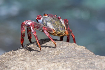 rote_Klippenkrabbe